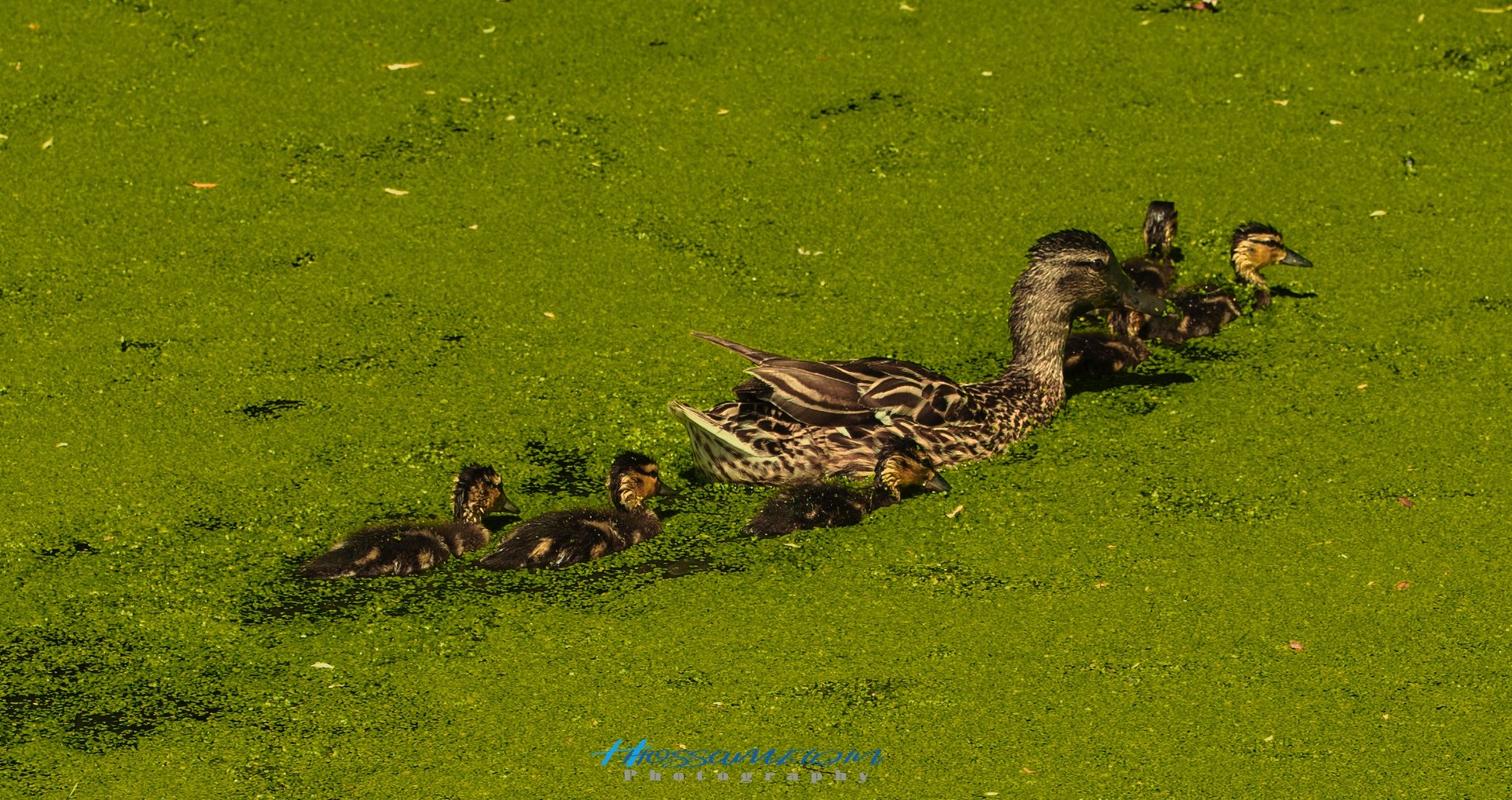 DUCK Family 