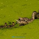 DUCK Family 