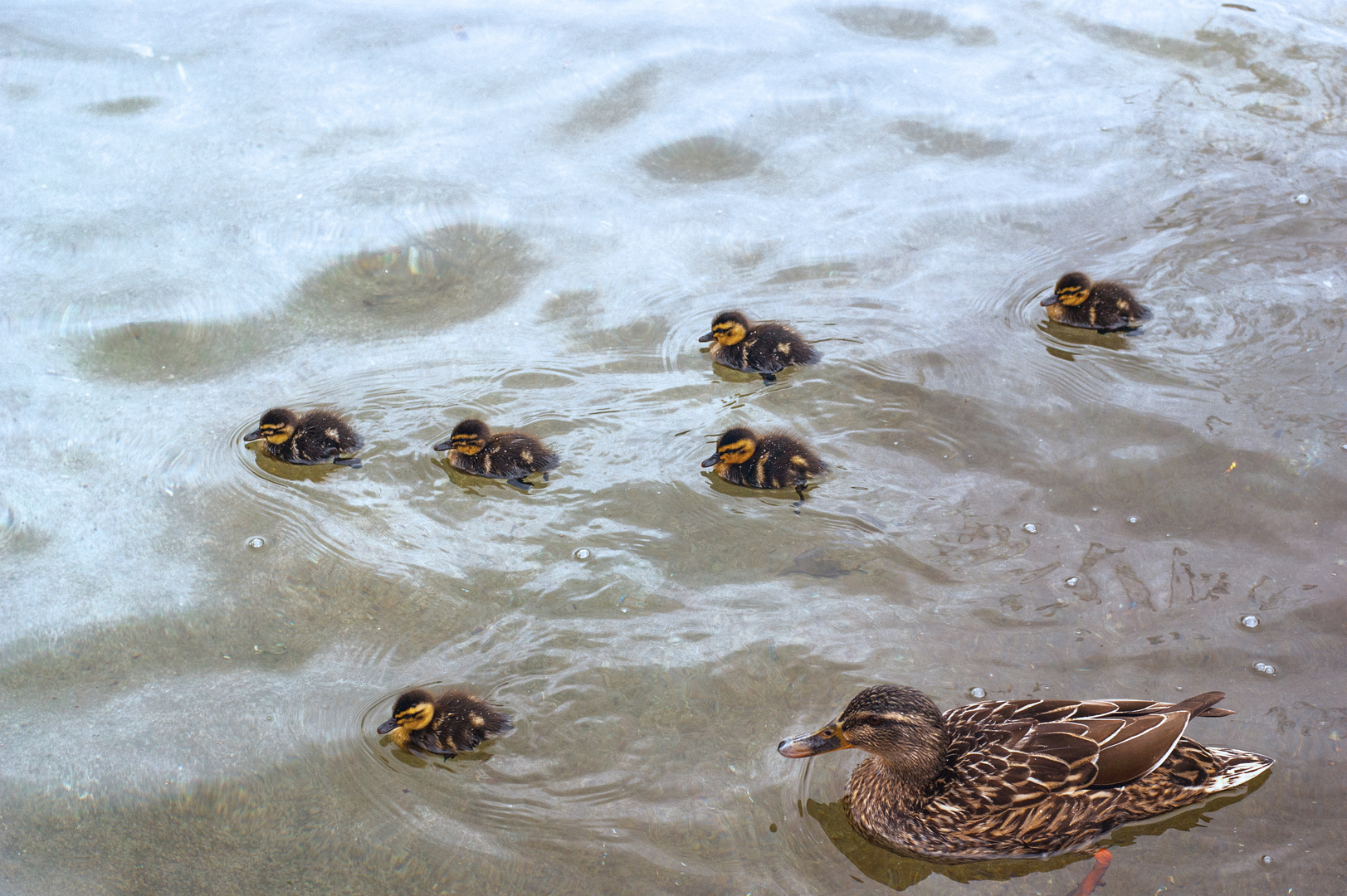 Duck Family