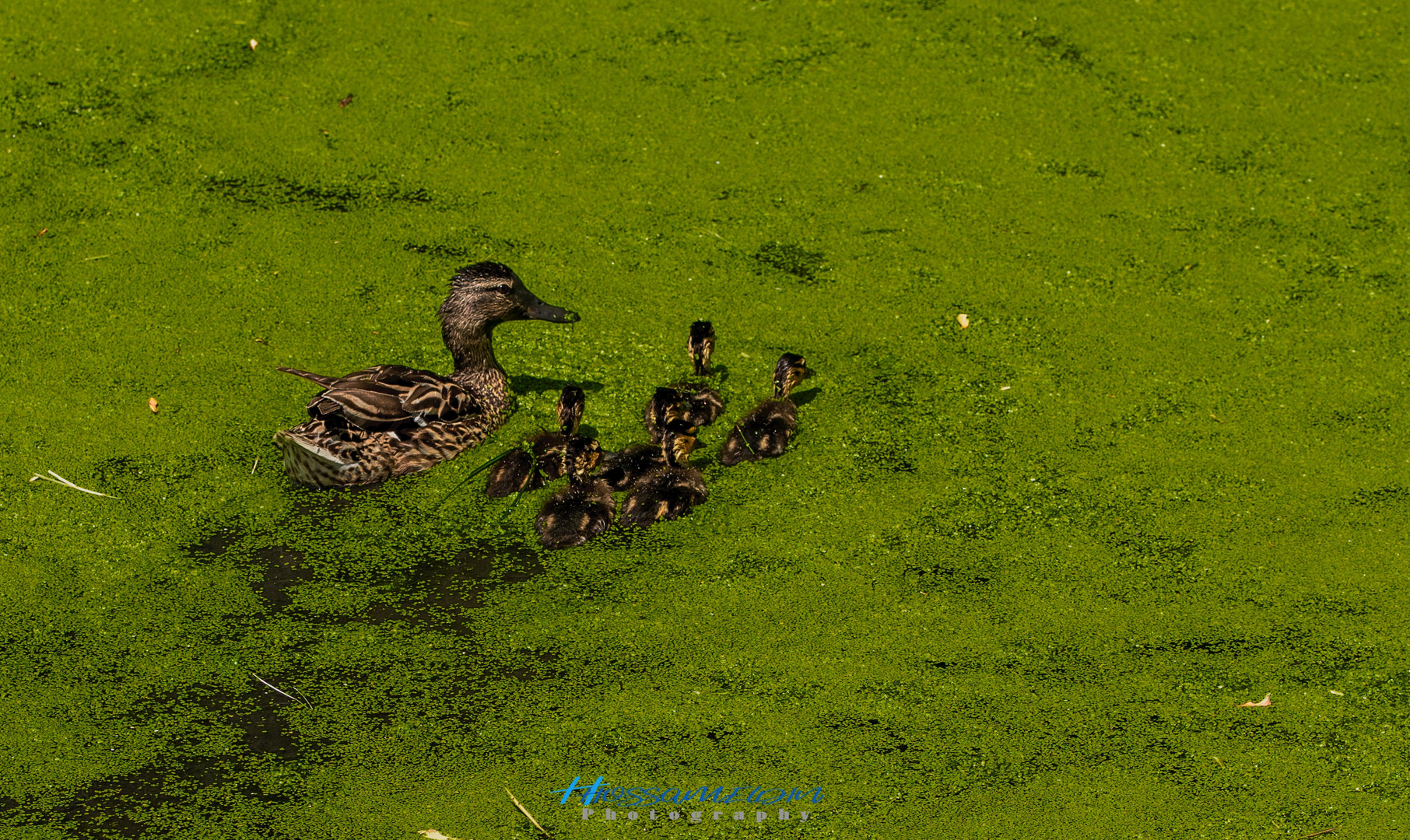 DUCK Family 