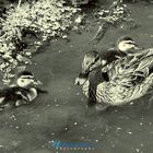 DUCK Family 