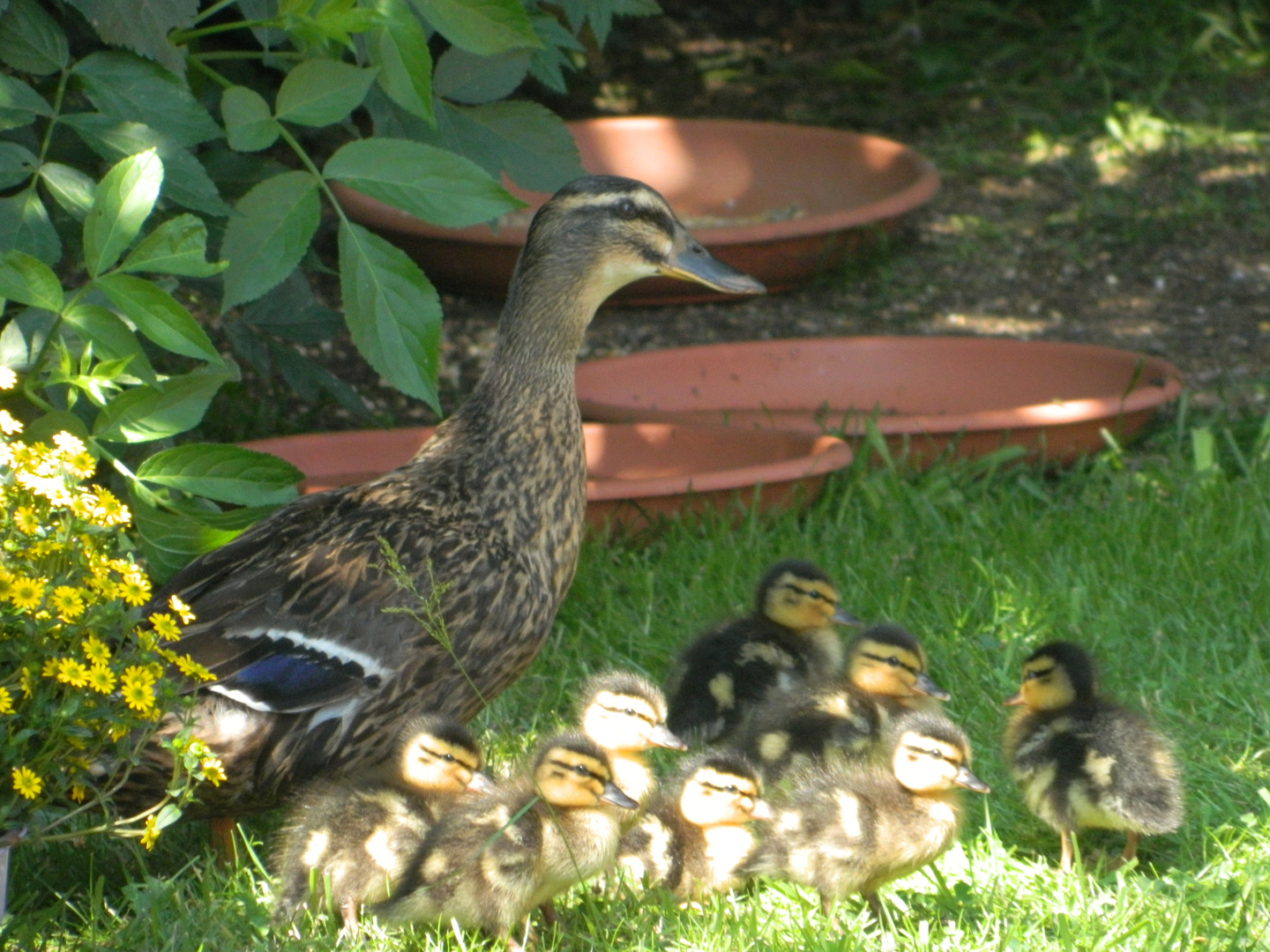 Duck family walk