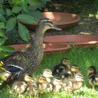 Duck family walk