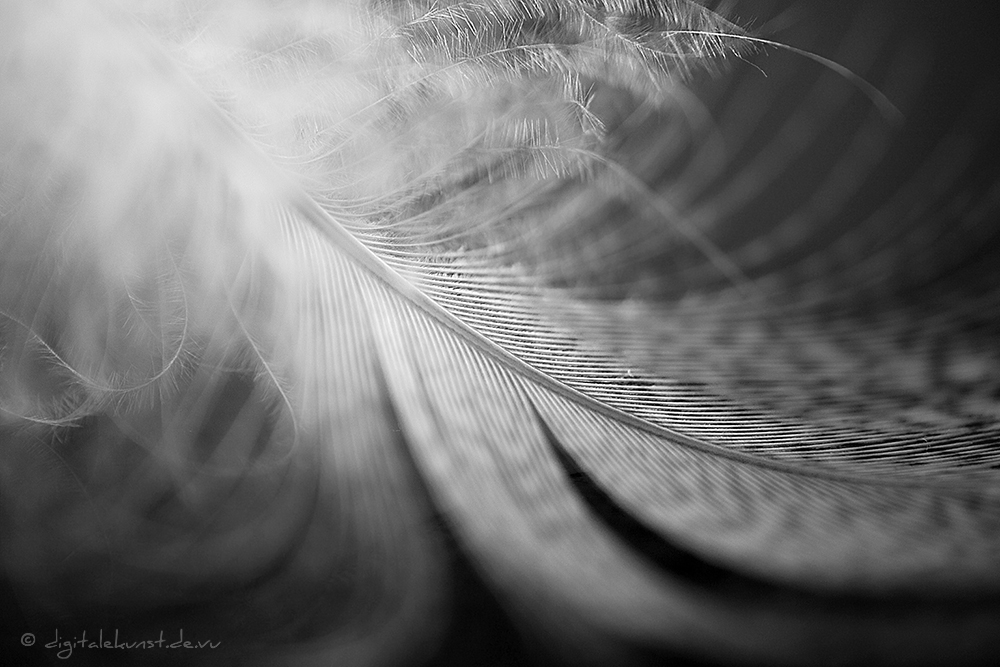 duck feather III