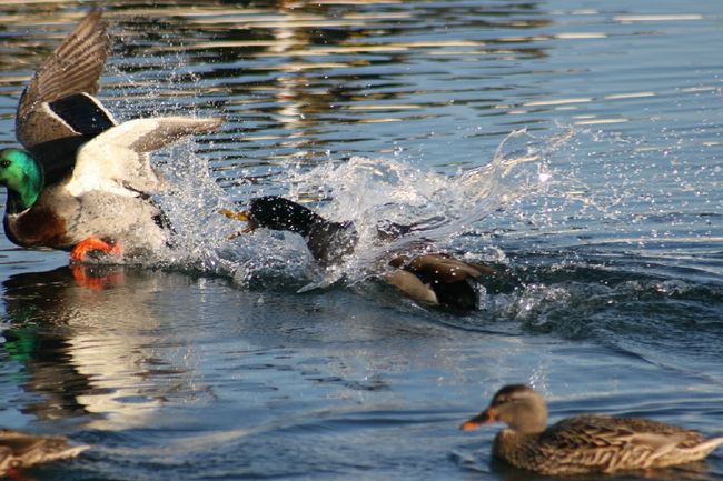 Duck Fight