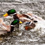 Duck-Fight