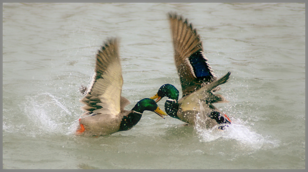 Duck Fight