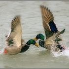 Duck Fight