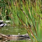 Duck Grooming.