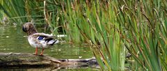 Duck Grooming.