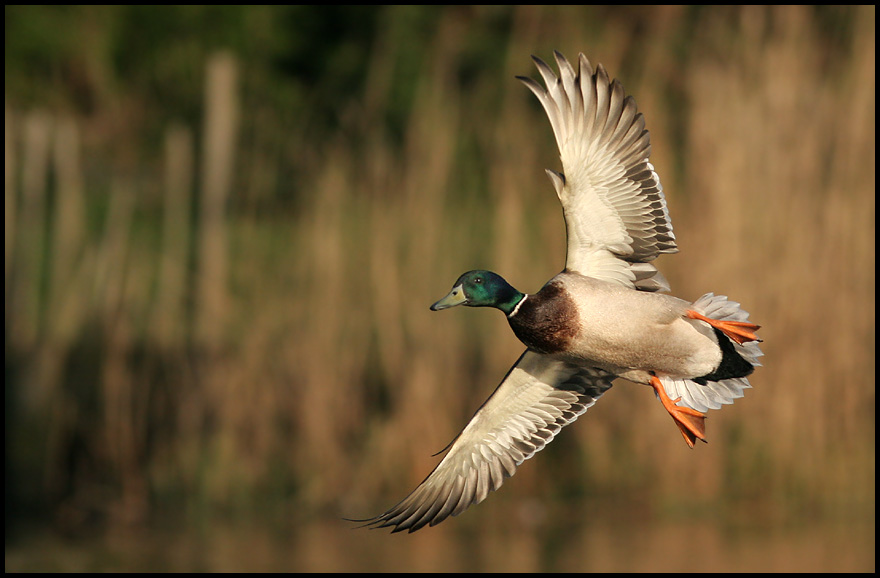 Duck "I`m comiiiing..."