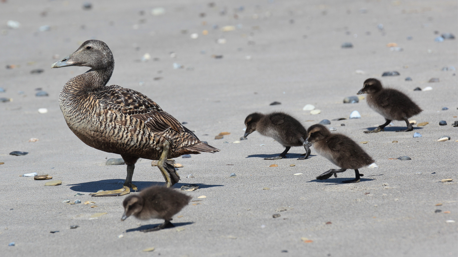 Duck in a Row - Lessons