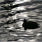 DUCK  IN  BLACK