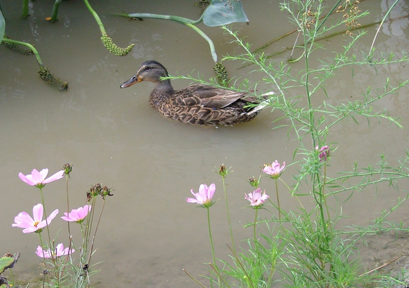 Duck in pond