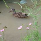 Duck in pond