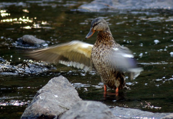 Duck in Stream