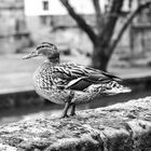 Duck in the City