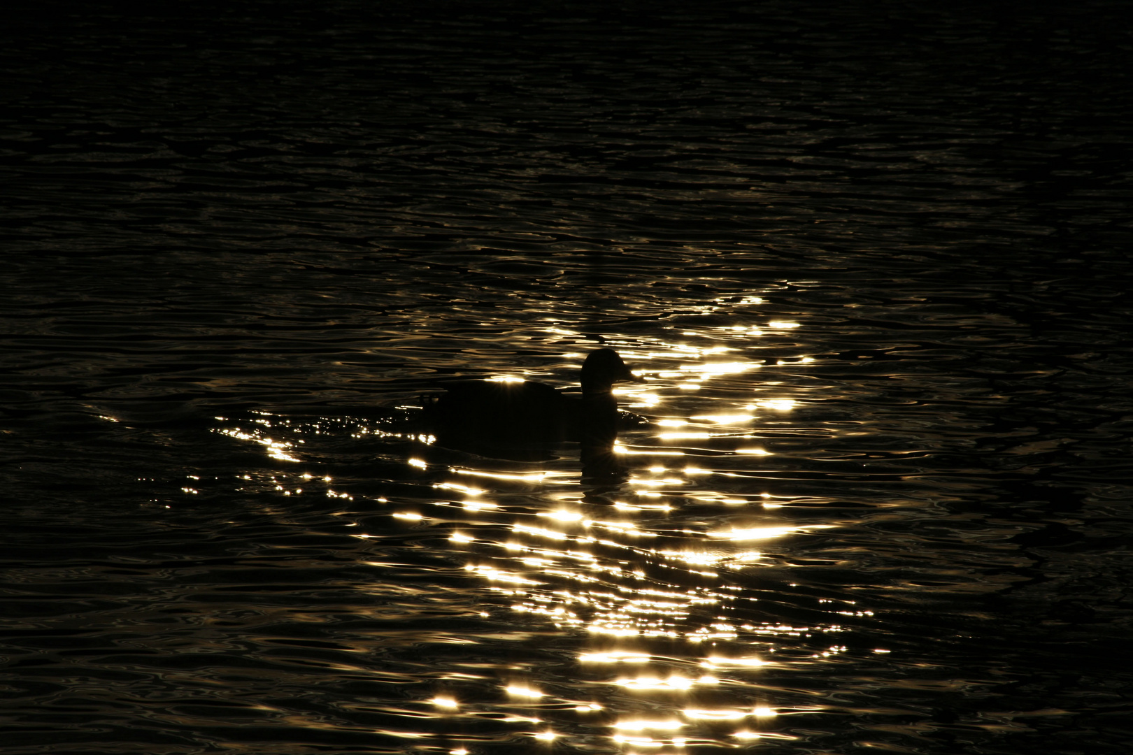 duck in the golden sun