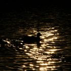 duck in the golden sun