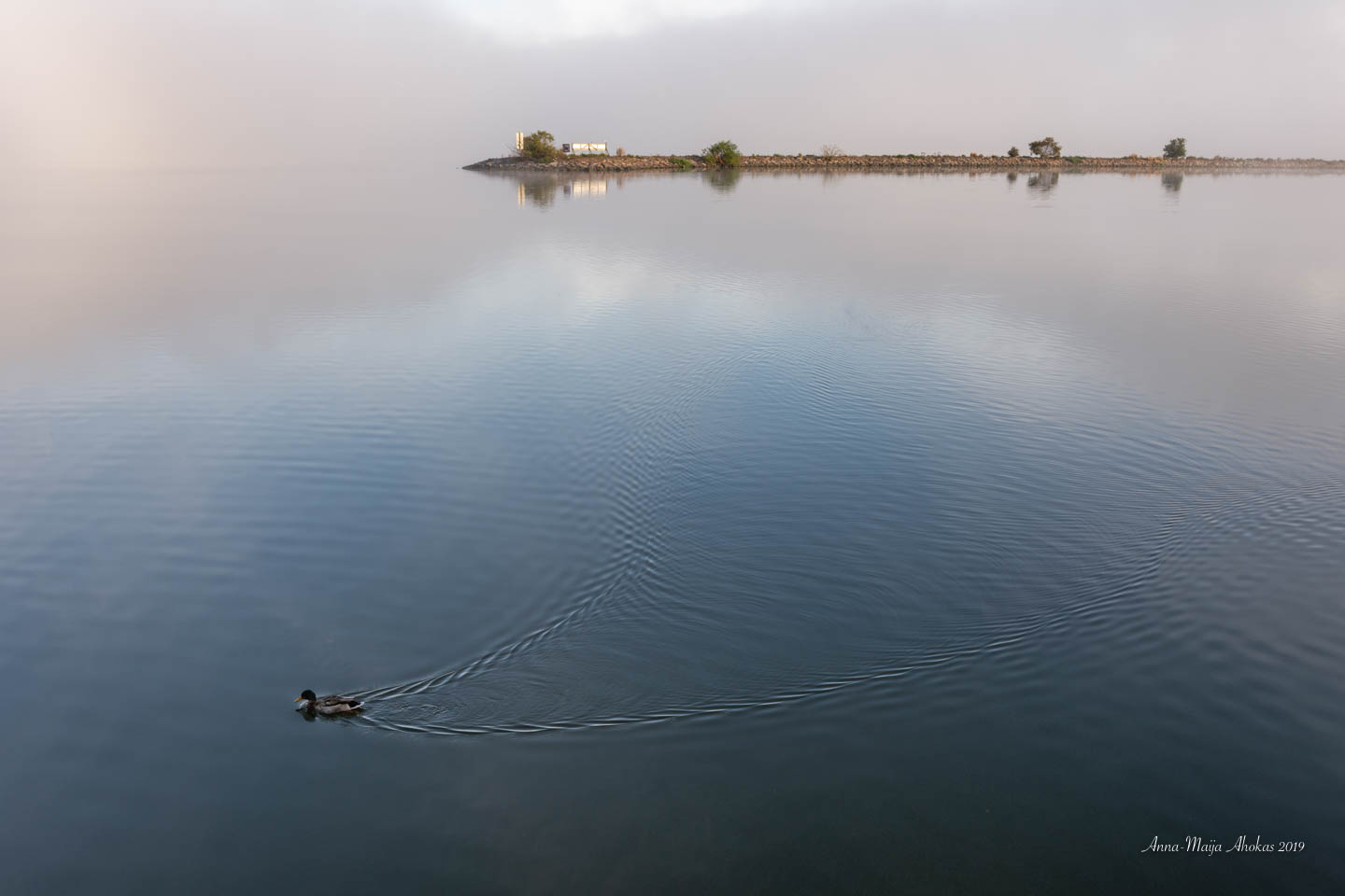 Duck in the morning fog