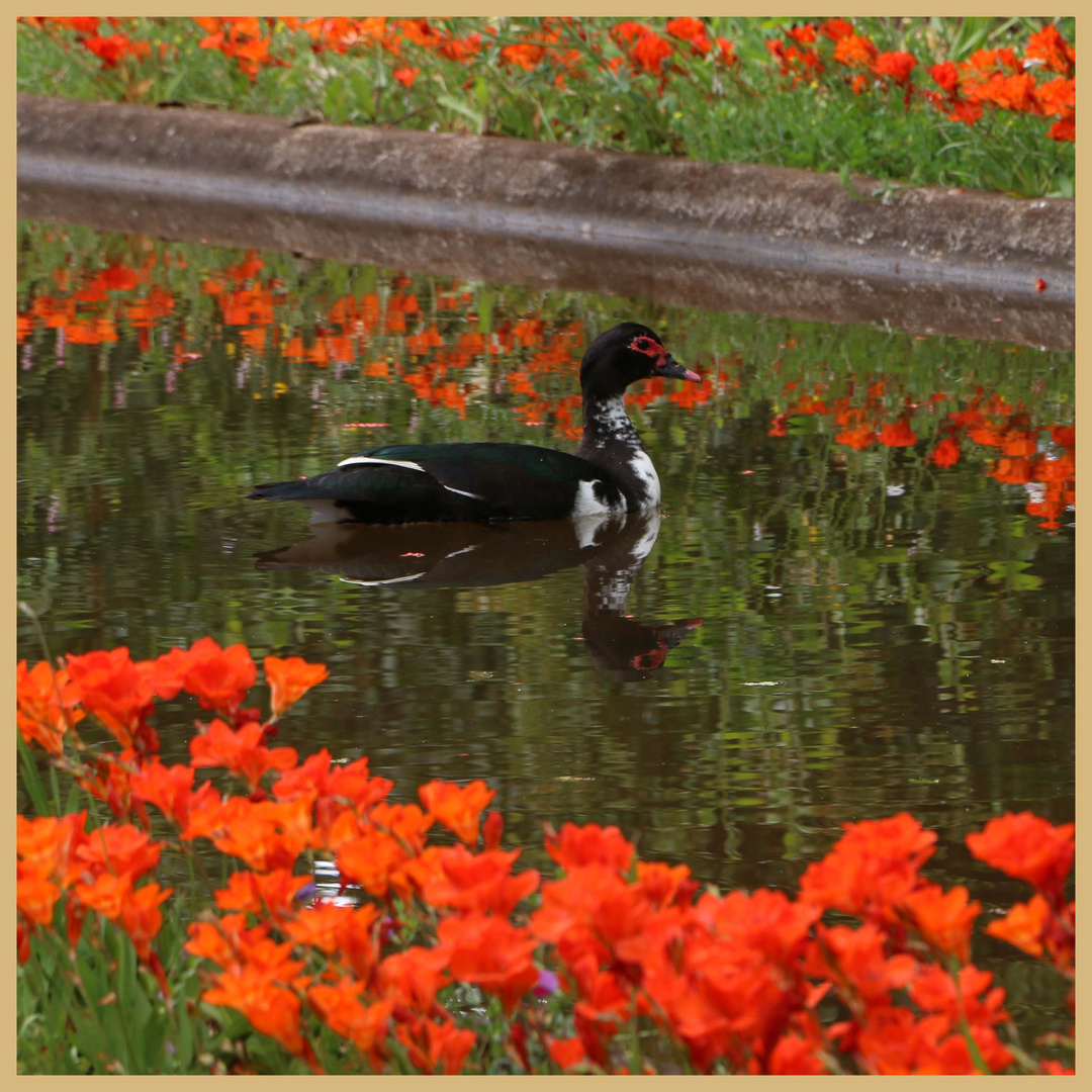 duck in the palheiro garden