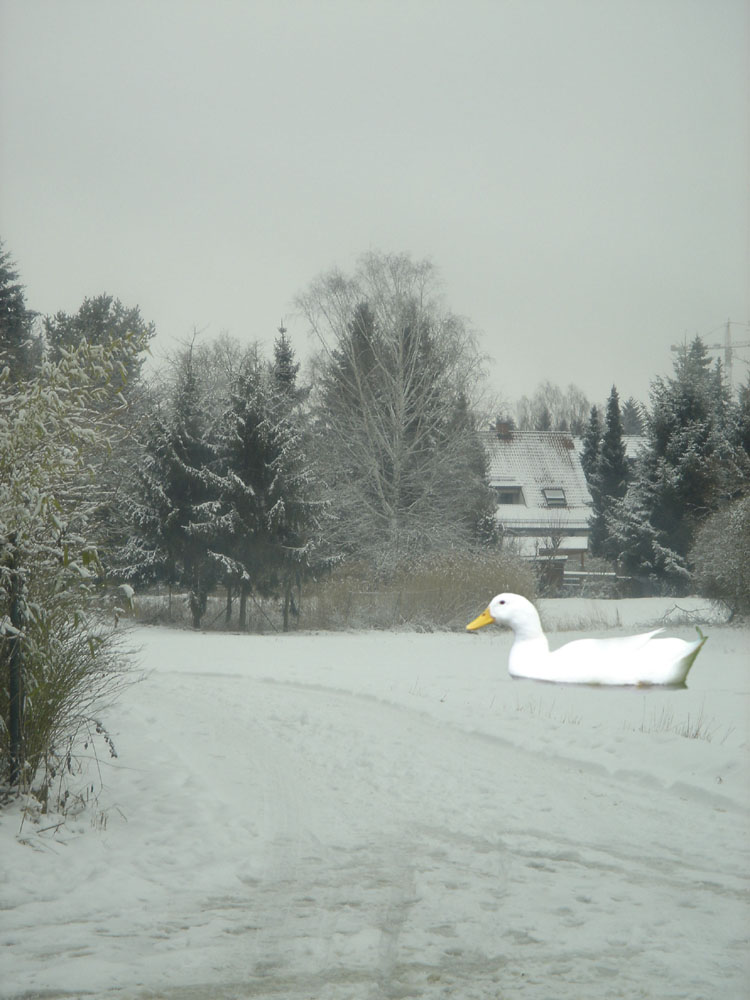 Duck in the Snow...