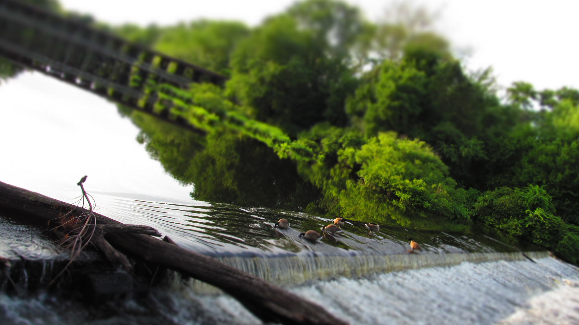 duck in the waterfall