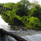 duck in the waterfall