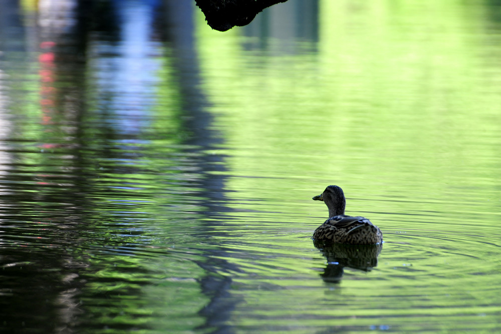 __duck in towntown__