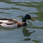 Duck making the most of the Spring Sunny day in Alexander Park, North London