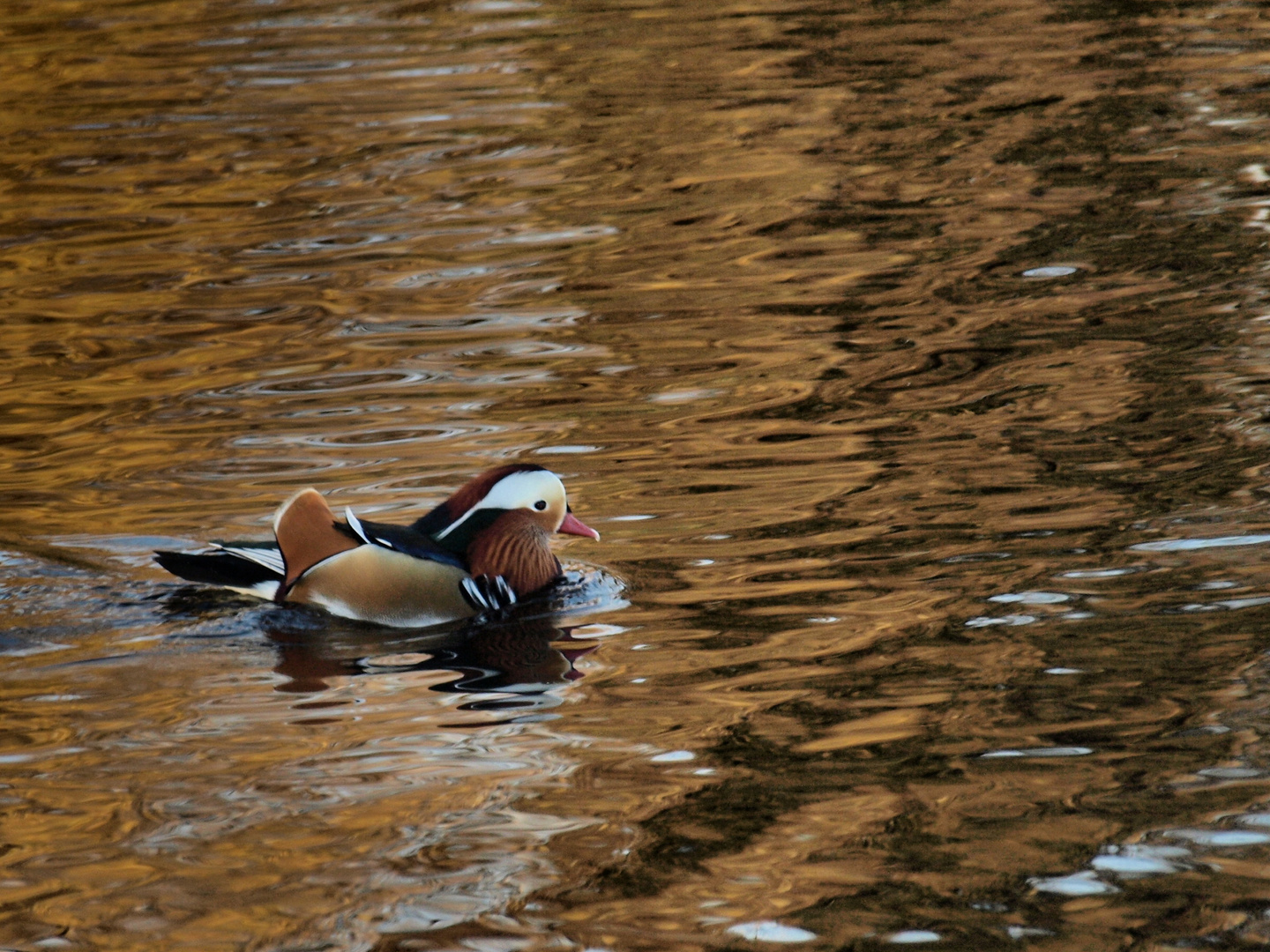 Duck mandarin (Aix galericulata)