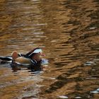 Duck mandarin (Aix galericulata)