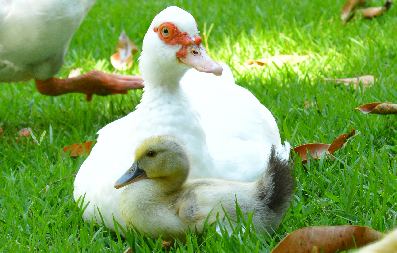 Duck mother with chick