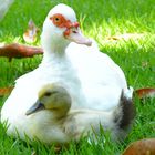 Duck mother with chick