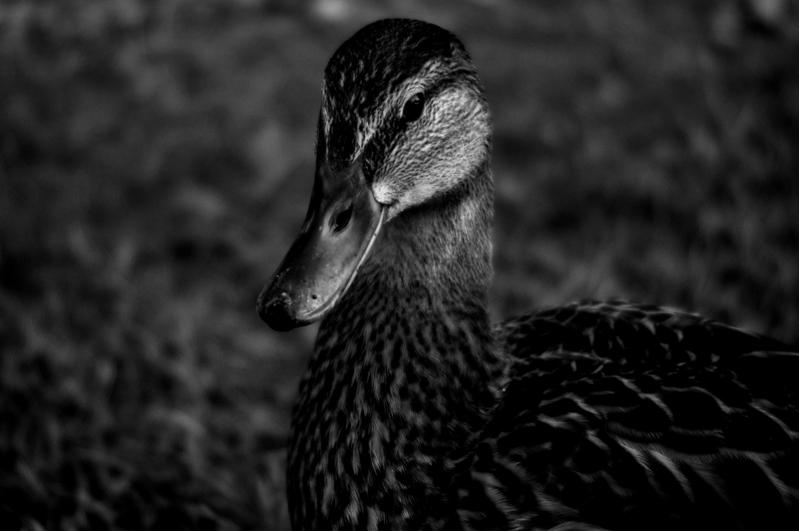 Duck, Österreich