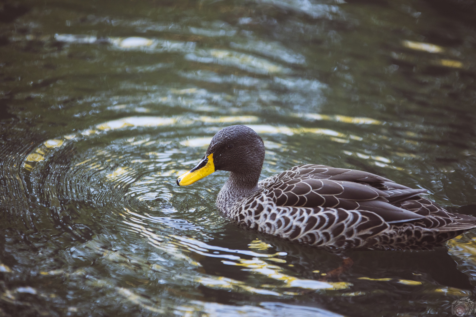 duck on a zoo lake 