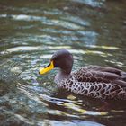 duck on a zoo lake 