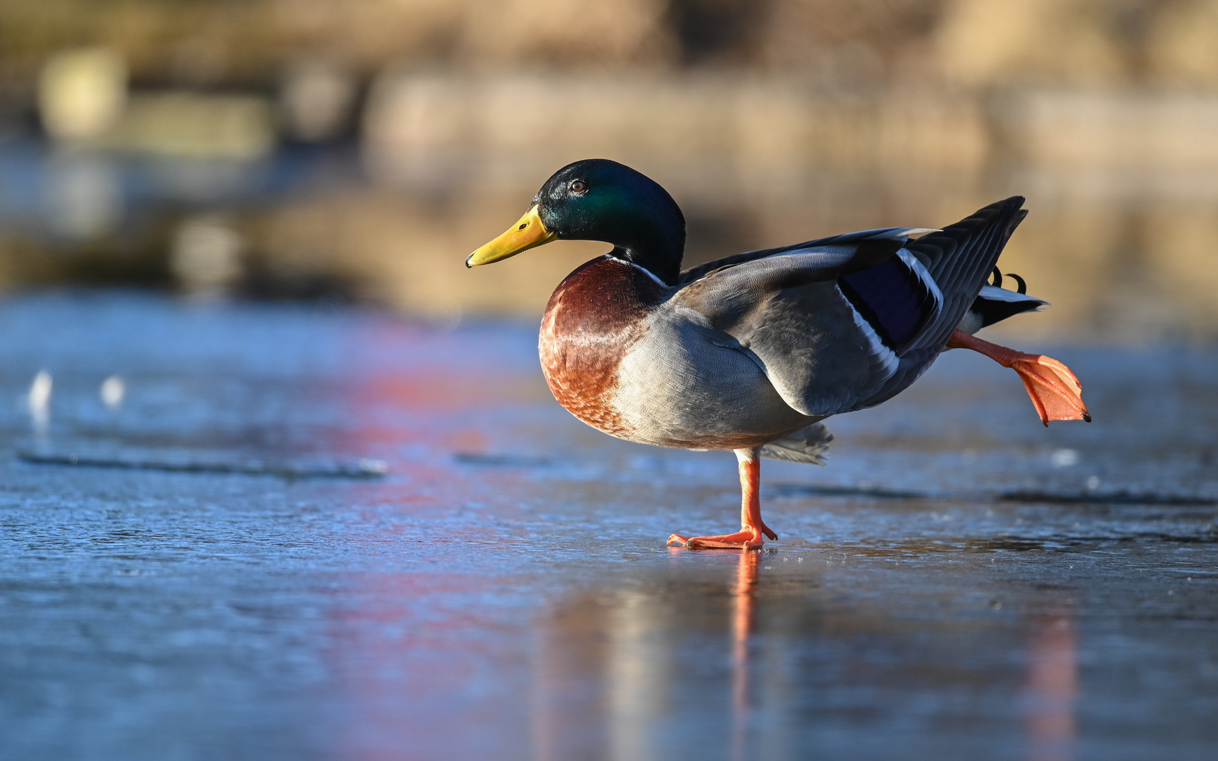 Duck on Ice ...