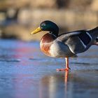 Duck on Ice ...