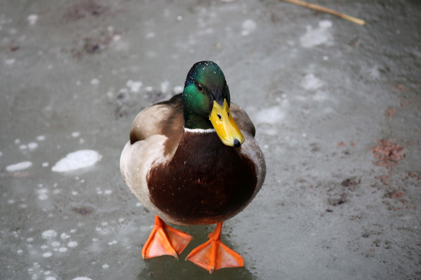 Duck on Ice