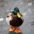 Duck on Ice