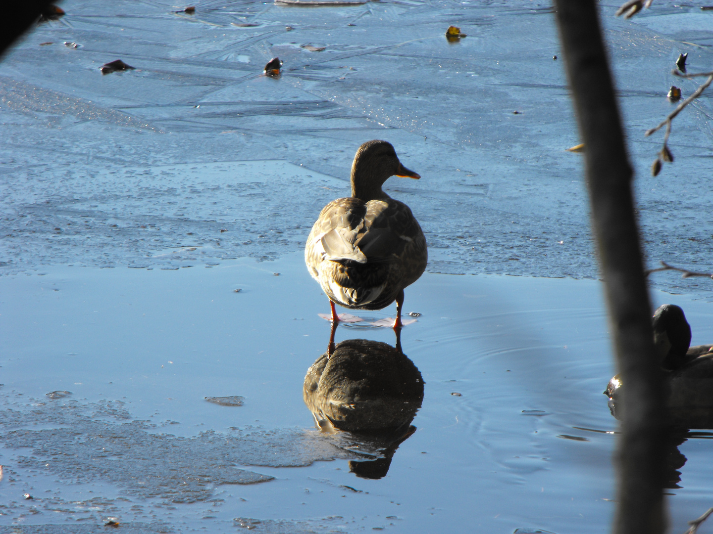 Duck on Ice