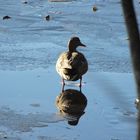 Duck on Ice