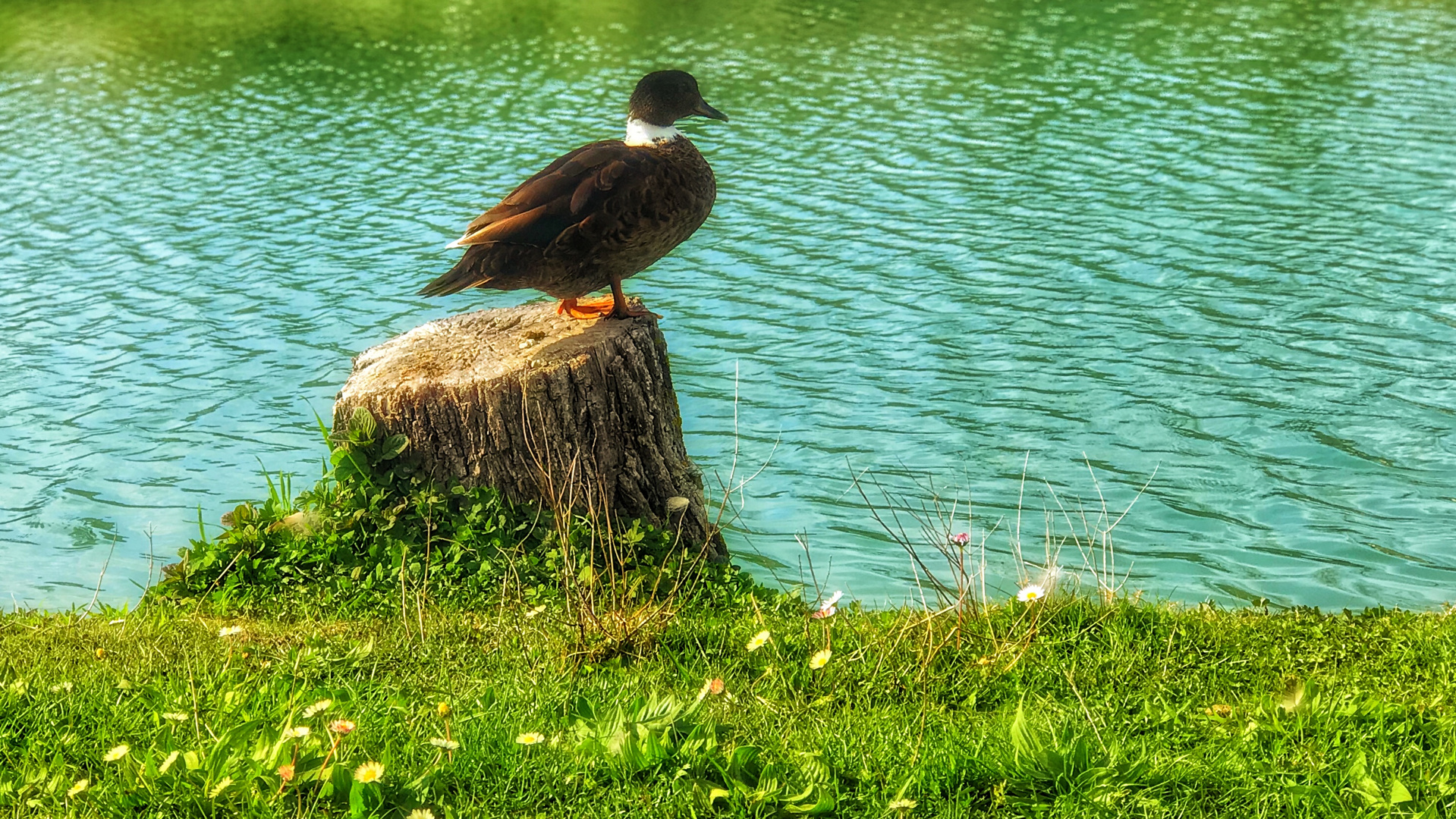 Duck on the lake