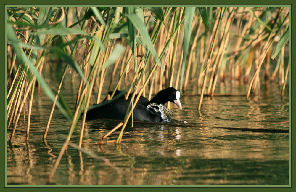 duck on the lake