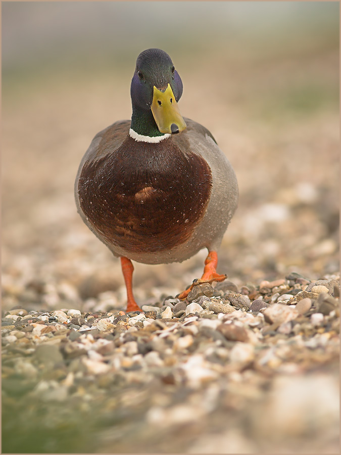 Duck on the road