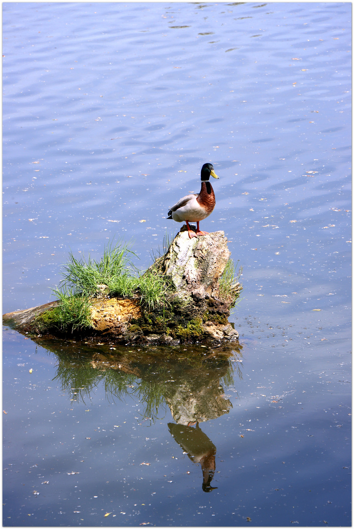 duck on the rocks