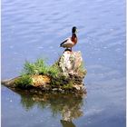 duck on the rocks