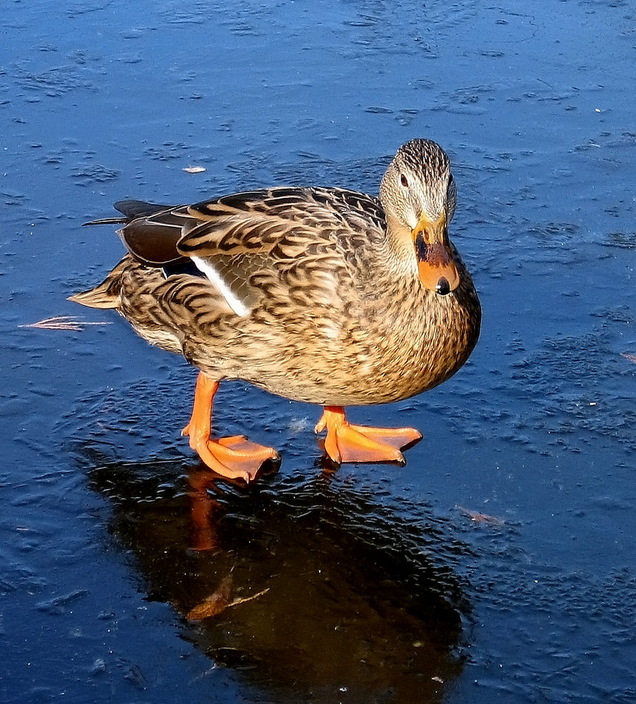 Duck on the rocks