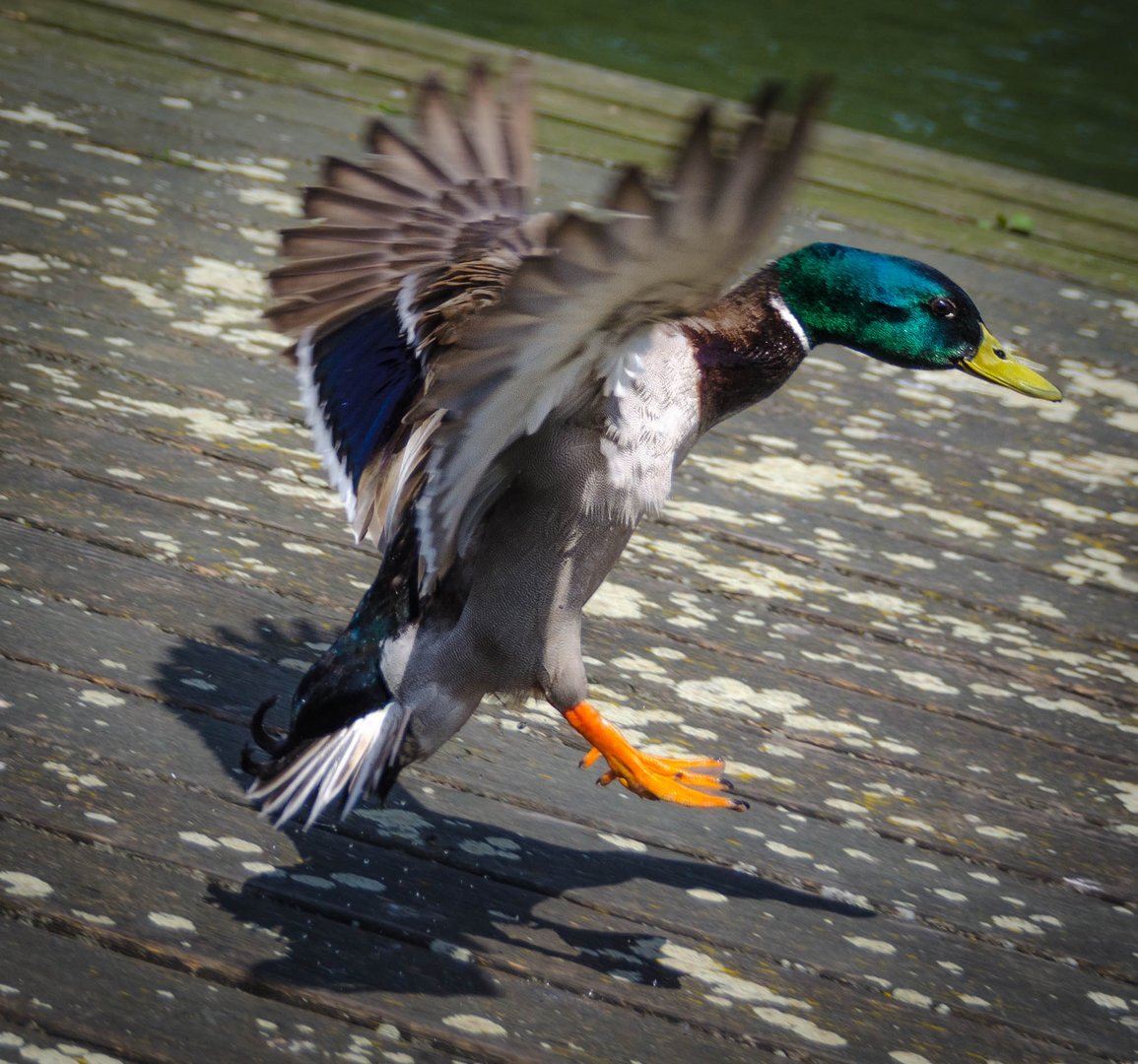 duck on track